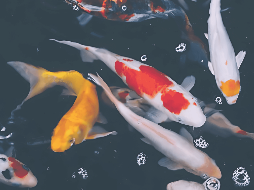 cropped-newsletter-image_upscayl_4x_realesrgan-x4fast