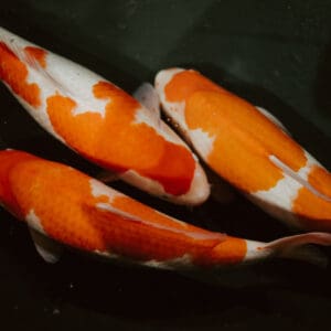 Koi Šarani & Akvaristika