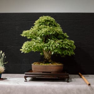 Bonsai